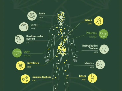Endocannabinoid System