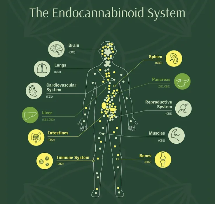 A Guide to Understanding the Endocannabinoid System: An Introduction.