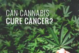 How does cannabis oil contribute to the treatment of cancer?