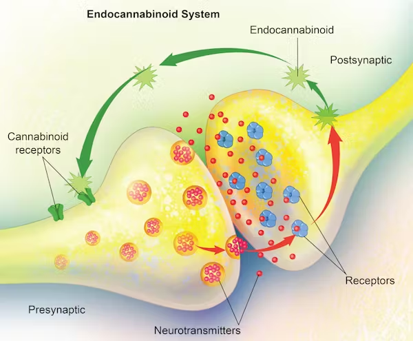 The remedy for nerve pain is Rick Simpson Oil (RSO)
